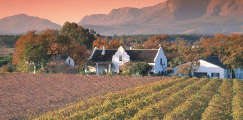 Vignoble en Afrique du Sud
