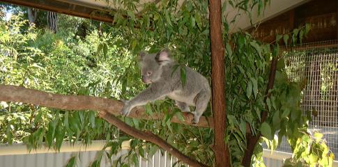 Koala, animal typique d'Australie