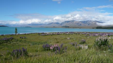 Lac Tekapo