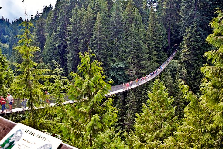 Pont suspendu dans la forêt