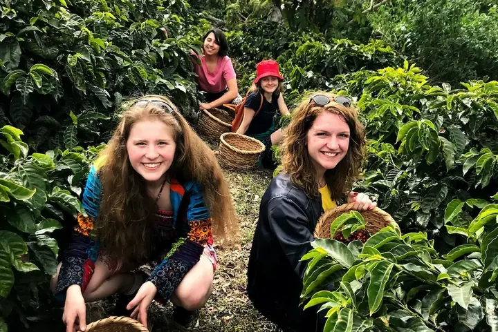 Coffee farm