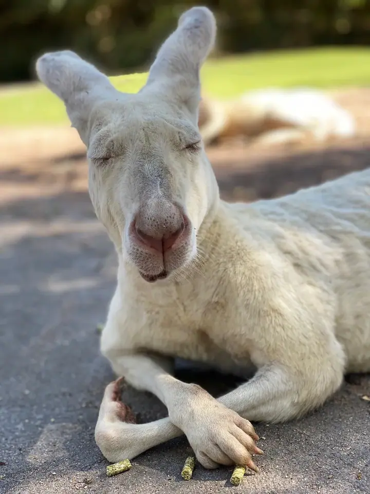 kangourou