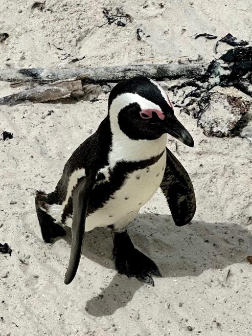 Boulders Beach